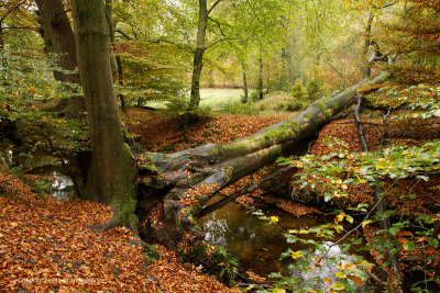 Brook in autumncolor - Beek in herfstkleur