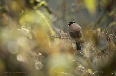 Bullfinch - Goudvink