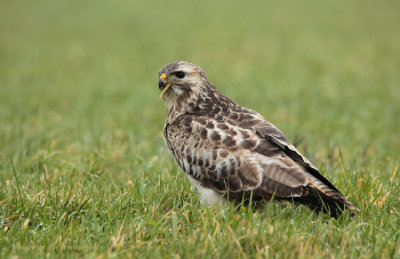 Common Buzzard - Buizerd