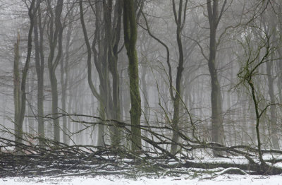 Beukenbos - Beech forest winter 2