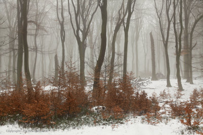 Beukenbos - Beech forest winter 3