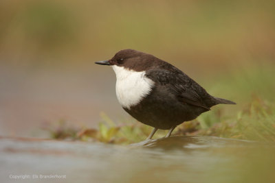 Waterspreeuw - Dipper