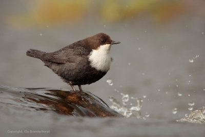 Waterspreeuw - Dipper