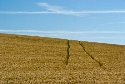 Alberta pathways