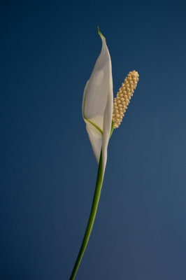 Spathiphyllum 
