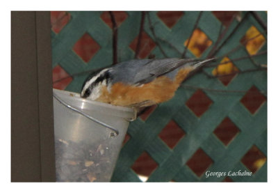 Sittelle  poitrine rousse - Red-breasted Nuthatch - Sitta canadensis (Laval Qubec)