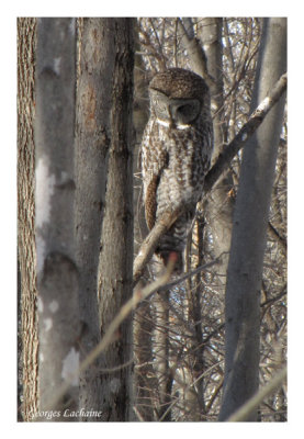 Chouette lapone - Great Gray Owl - Strix nebulosa (Laval Qubec)