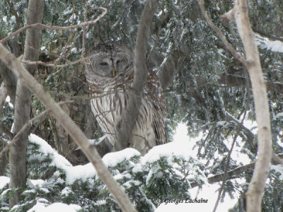 Chouette raye - Barred Owl - Strix varia (Laval Qubec)