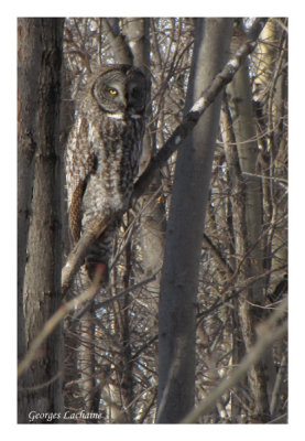 Chouette lapone - Great Gray Owl - Strix nebulosa (Laval Qubec)