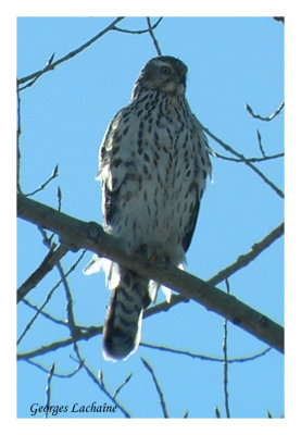 Autour des palombes - Northern Goshawk - Accipiter gentilis (Laval Qubec)