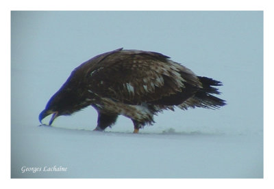 Pygargue  tte blanche - Bald Eagle - Haliaeetus leucocephalus (Laval Qubec)