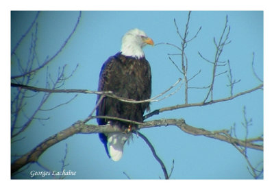 Pygargue  tte blanche - Bald Eagle - Haliaeetus leucocephalus (Laval Qubec)