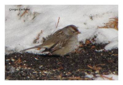 Bruant  couronne blanche - White-crowned Sparrow - Zonotrichia leucophrys (Laval Qubec)