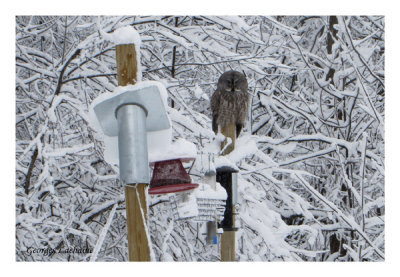 La gardienne des mangeoires. Chouette lapone - Great Gray Owl - Strix nebulosa (Laval Qubec)