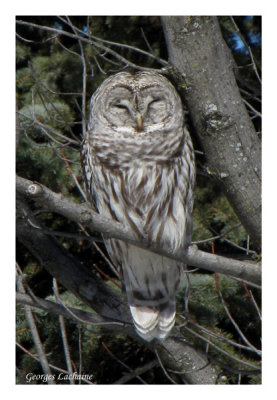 Chouette raye - Barred Owl - Strix varia (Laval Qubec)