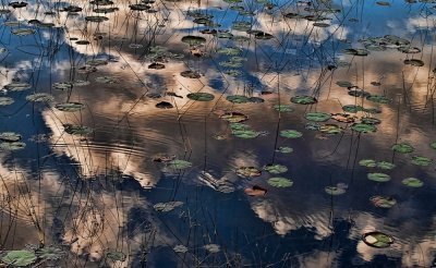 Sunset and lily pads