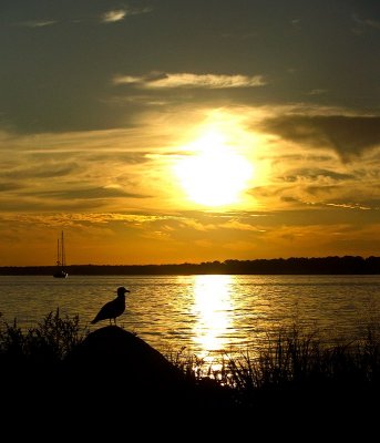 A gulls eye view