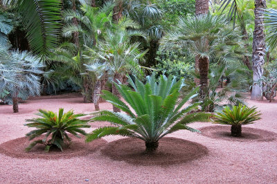 52_Majorelle Gardens.jpg