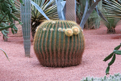 55_Majorelle Gardens.jpg