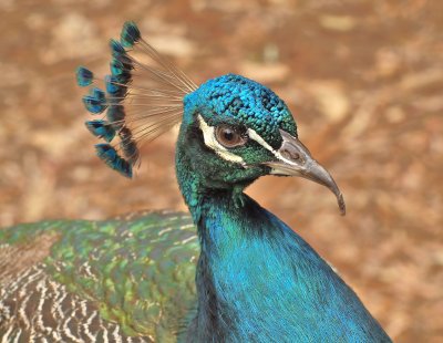 Australian Native Birds