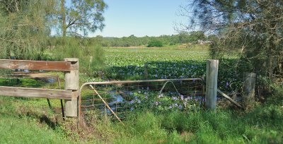  Water Hyacinths