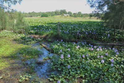  Water Hyacinths
