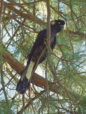  Yellow-tailed Black Cockatoo