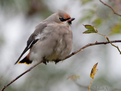 Pestvogel - Bohemian Waxwing - Bombycilla garrulus