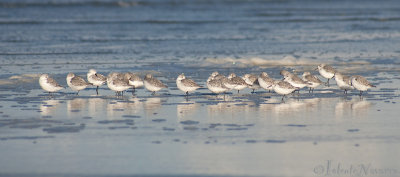 Drieteenstrandloper - Sanderling - Calidris alba