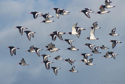Scholekster - Eurasian Oystercatcher - Haematopus ostralegus