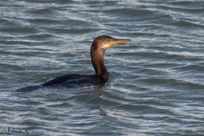 Kuifaalscholver - European Shag - Phalacrocorax aristotelis