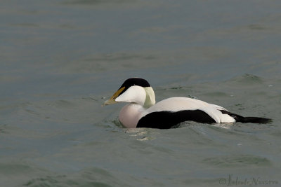 Eider - Common Eider - Somateria mollissima