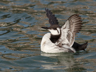 Zeekoet - Common Murre (Guillemot) - Uria aalge