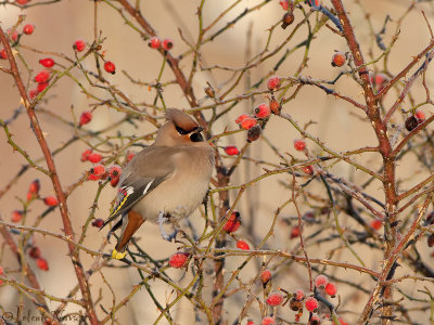 Pestvogel - Bohemian Waxwing - Bombycilla garrulus