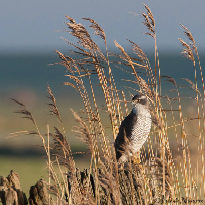 Havik - Northern Goshawk - Accipiter gentilis