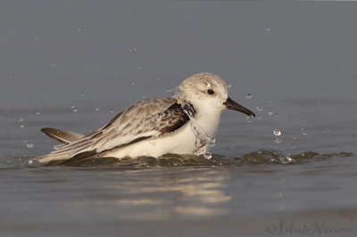 Drieteenstrandloper - Sanderling - Calidris alba