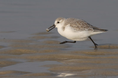 Drieteenstrandloper - Sanderling - Calidris alba