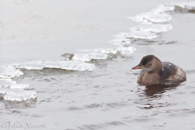 Dodaars - Little Grebe - Tachybaptus ruficollis