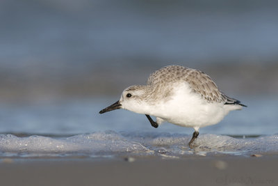 Drieteenstrandloper - Sanderling - Calidris alba