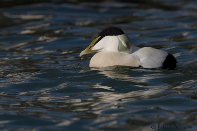 Eider - Common Eider - Somateria mollissima