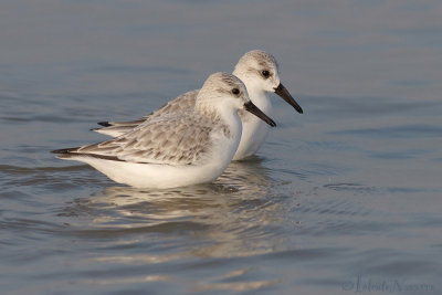 Drieteenstrandloper - Sanderling - Calidris alba