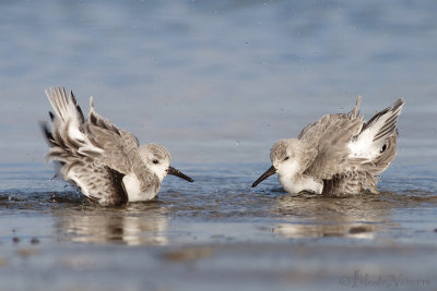 Drieteenstrandloper - Sanderling - Calidris alba