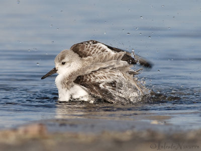 Drieteenstrandloper - Sanderling - Calidris alba