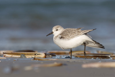 Drieteenstrandloper - Sanderling - Calidris alba