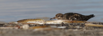 Steenloper - Ruddy Turnstone - Arenaria interpres