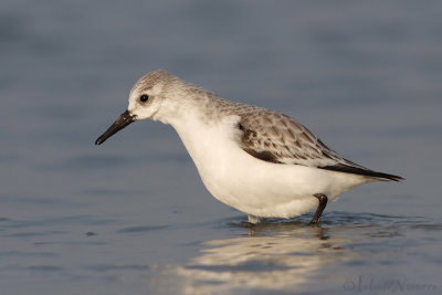 Drieteenstrandloper - Sanderling - Calidris alba