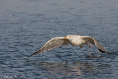 Zilvermeeuw - Herring Gull - Larus argentatus
