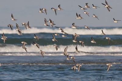 Drieteenstrandloper - Sanderling - Calidris alba