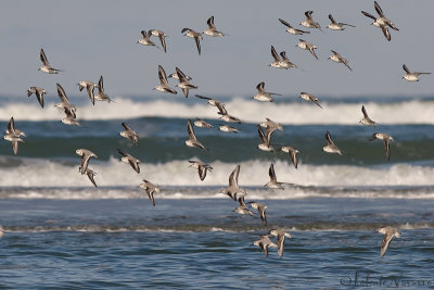 Drieteenstrandloper - Sanderling - Calidris alba