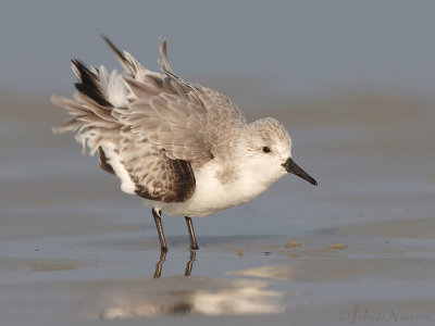 Drieteenstrandloper - Sanderling - Calidris alba